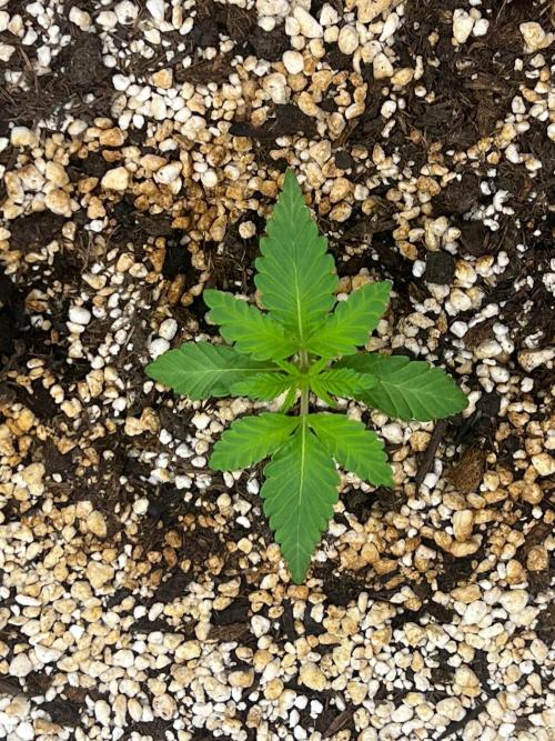 Jamaican Pearl. Week 0