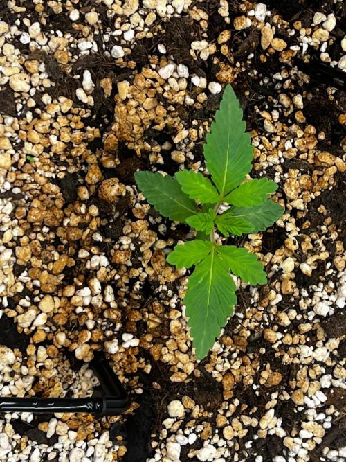 White Gorilla Haze. Week 0