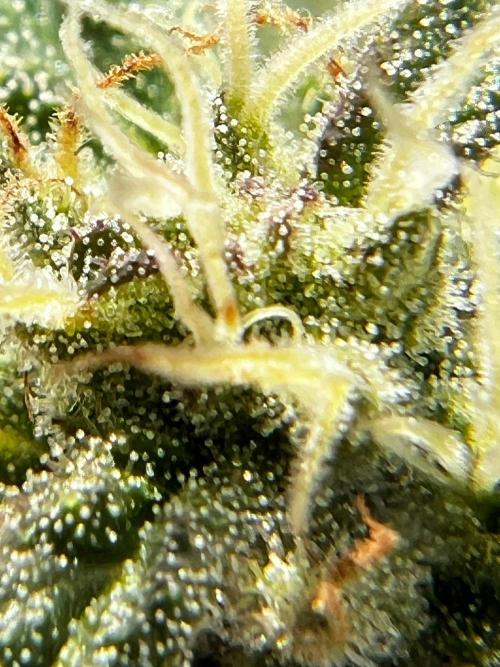 1st Time Grower. Week 11