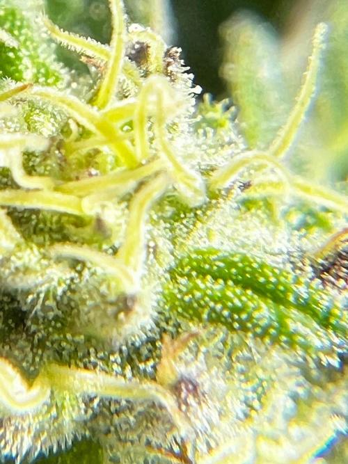 1st Time Grower. Week 11