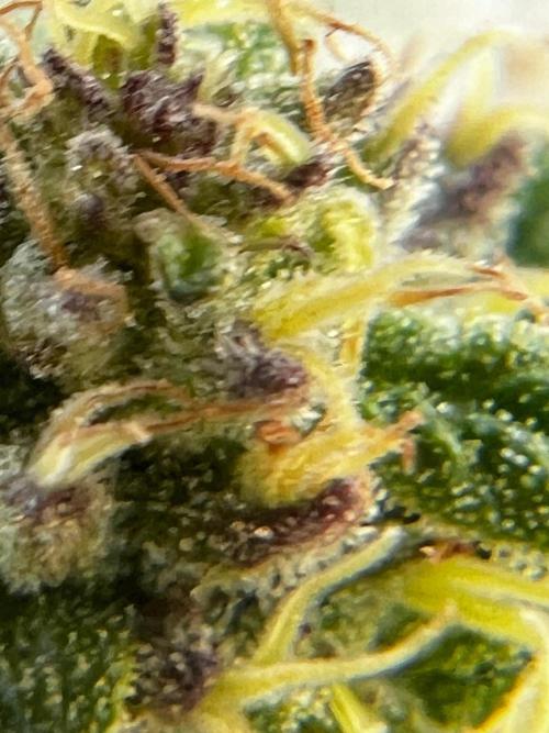 1st Time Grower. Week 11