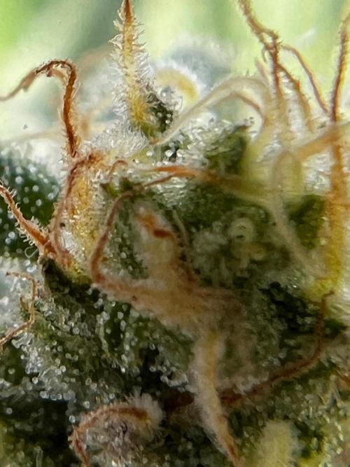 1st Time Grower. Week 11