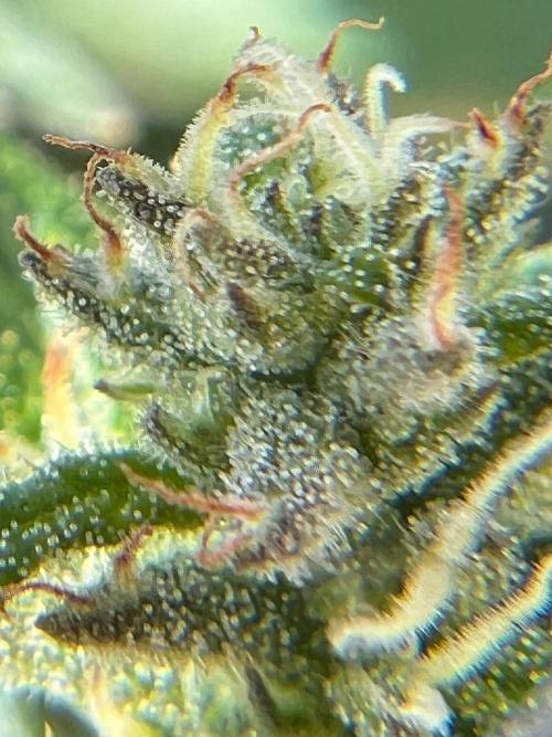 1st Time Grower. Week 11