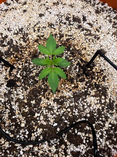 150L x 150W x 200H cm. Week 0