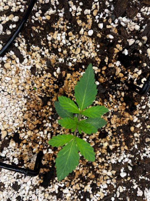 150L x 150W x 200H cm. Week 0