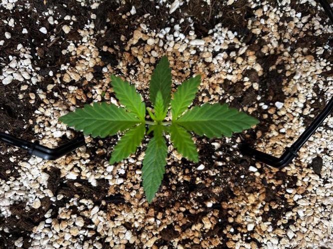 Pineapple Jack. Week 0