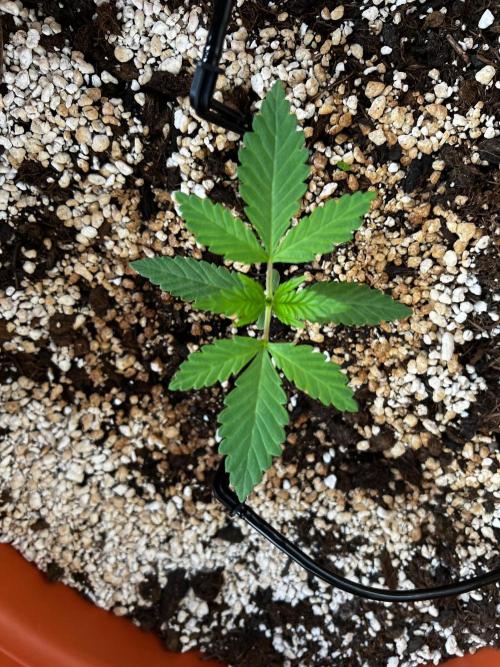 Pineapple Jack. Week 0