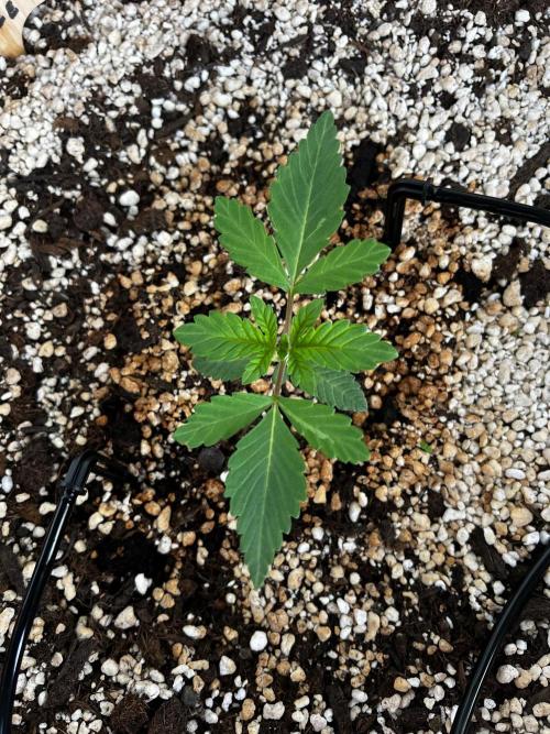 150L x 150W x 200H cm. Week 0