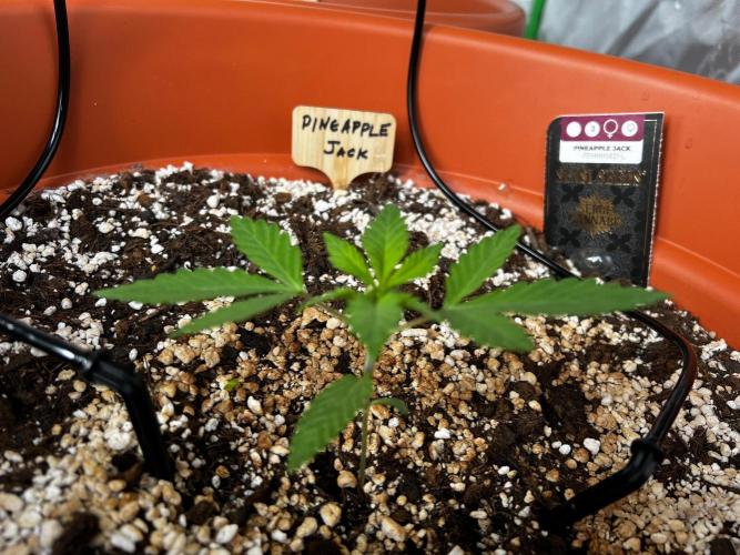 150L x 150W x 200H cm. Week 0