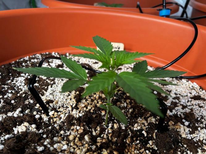 150L x 150W x 200H cm. Week 0