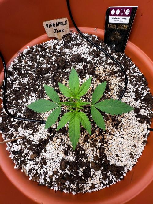 Pineapple Jack. Week 0