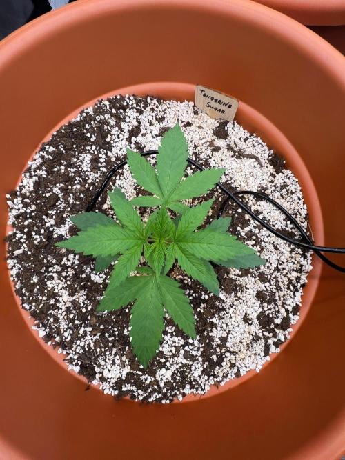150L x 150W x 200H cm. Week 0