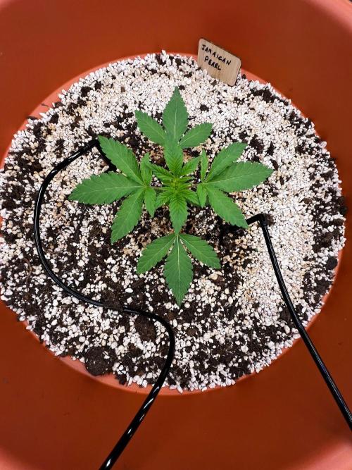 Jamaican Pearl. Week 0