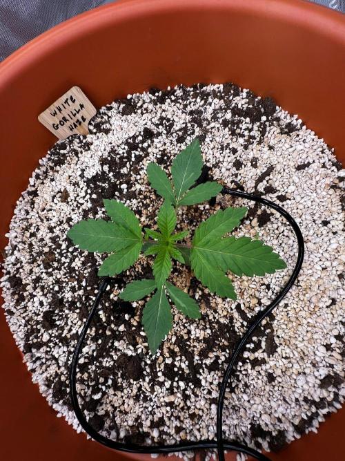 150L x 150W x 200H cm. Week 0