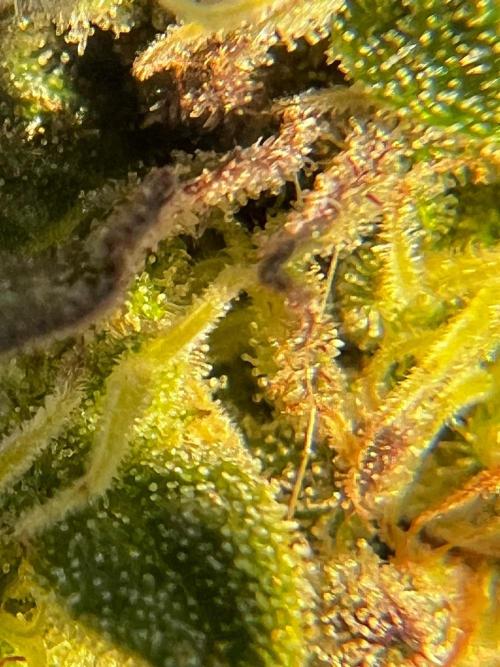 1st Time Grower. Week 12