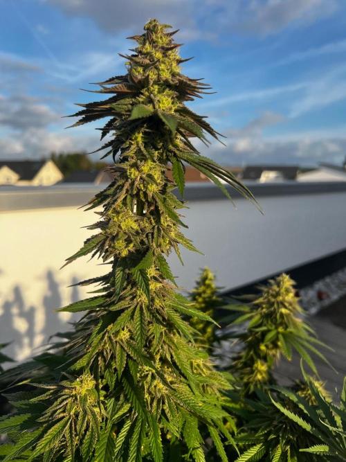1st Time Grower. Week 12