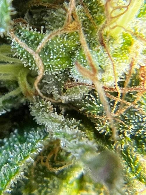 1st Time Grower. Week 12