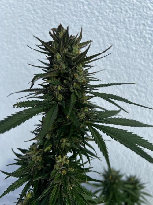 1st Time Grower. Week 12