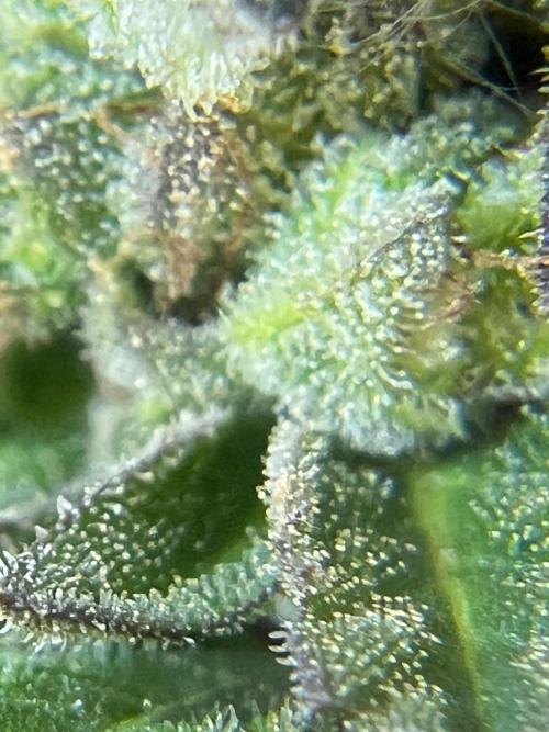 1st Time Grower. Week 12