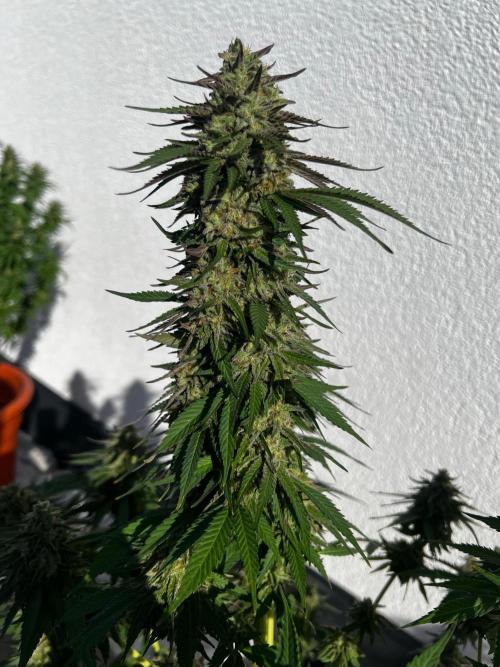 1st Time Grower. Week 12