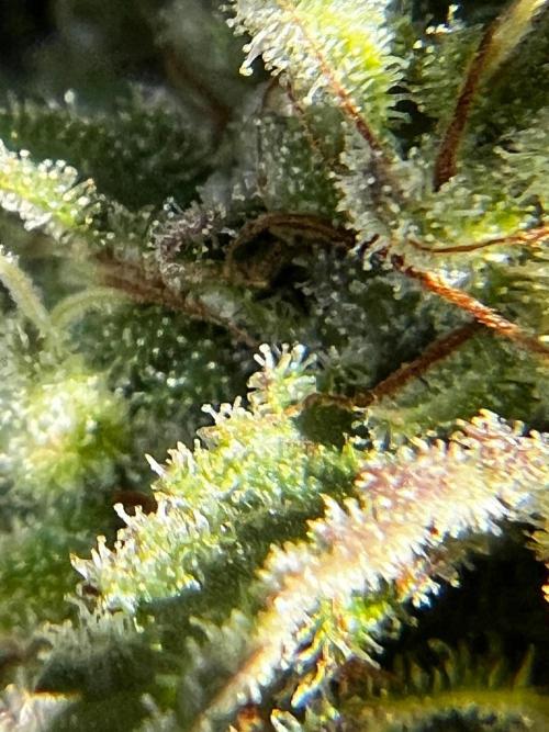 1st Time Grower. Week 12