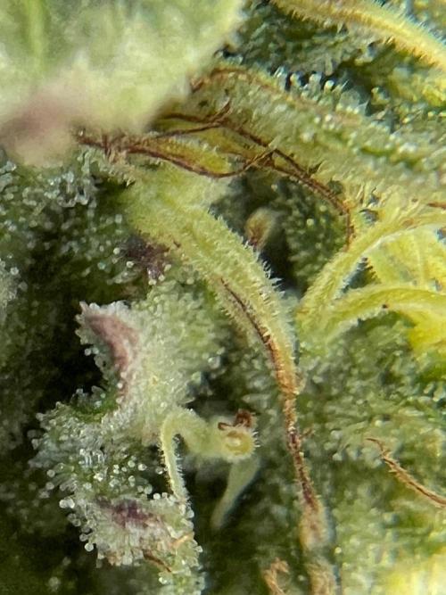 1st Time Grower. Week 12