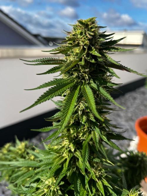 1st Time Grower. Week 12