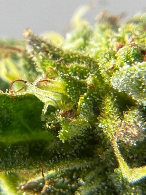 1st Time Grower. Week 12
