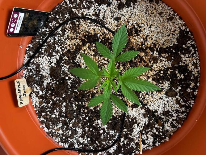 Pineapple Jack. Week 0