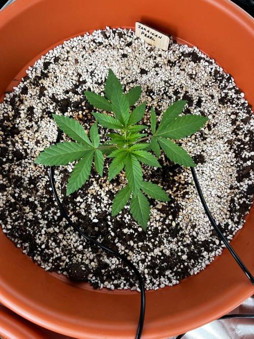 Jamaican Pearl. Week 0