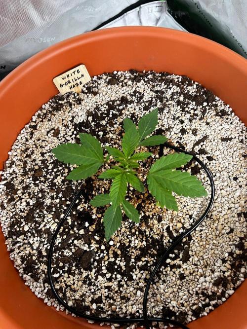 150L x 150W x 200H cm. Week 0