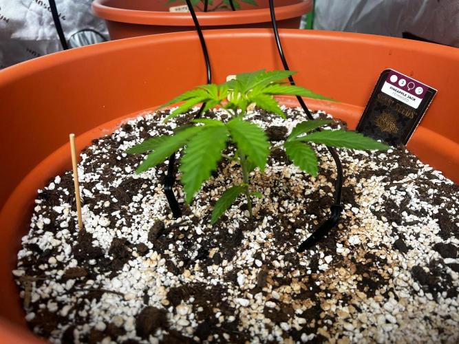 Pineapple Jack. Week 0