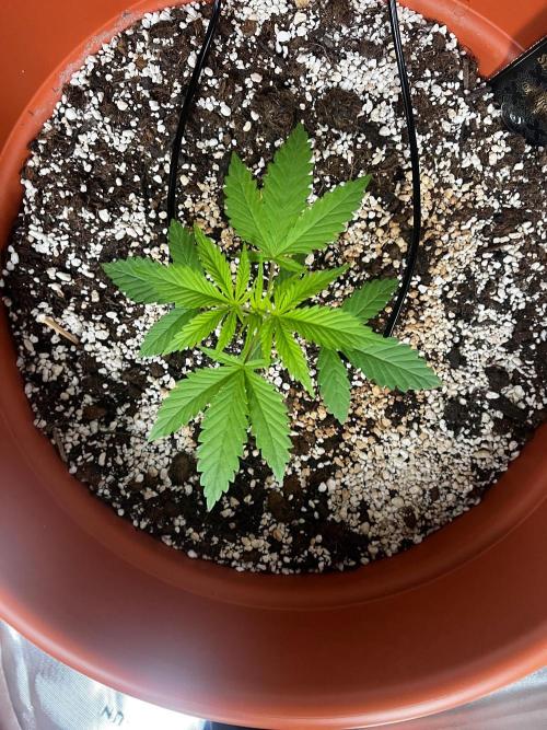 Pineapple Jack. Week 0