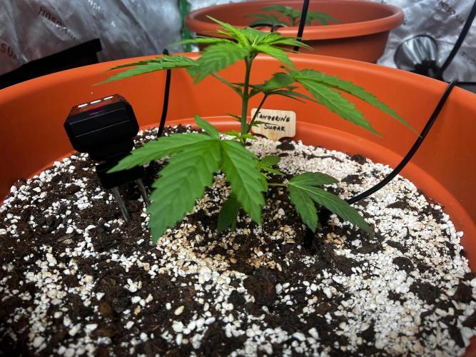 Tangerine Sugar. Week 0