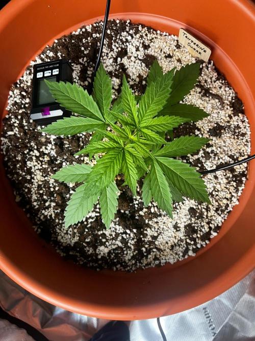 Tangerine Sugar. Week 0