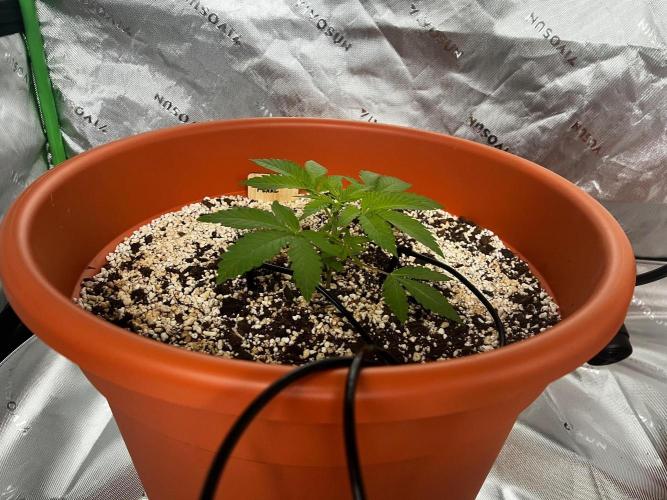 Jamaican Pearl. Week 0