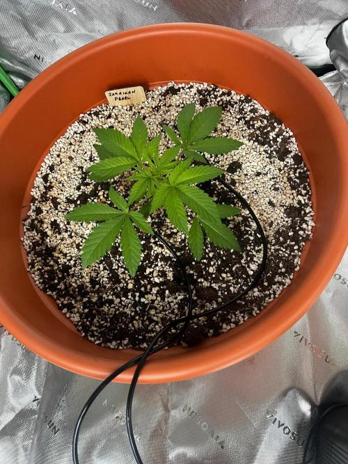 Jamaican Pearl. Week 0