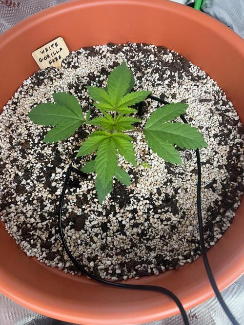White Gorilla Haze. Week 0