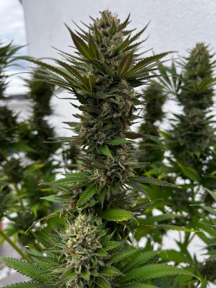 1st Time Grower. Week 13