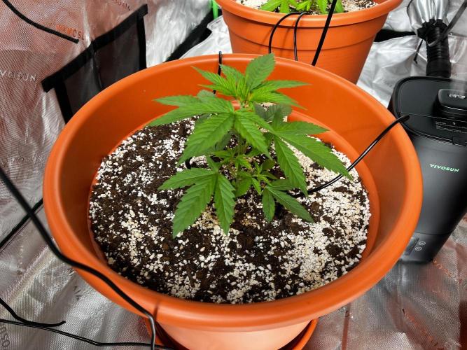150L x 150W x 200H cm. Week 1