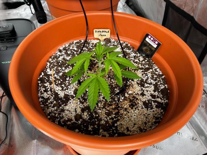 150L x 150W x 200H cm. Week 1