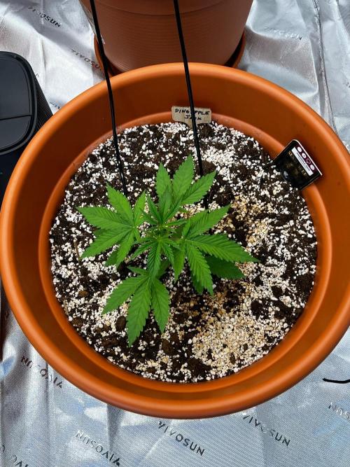 150L x 150W x 200H cm. Week 1