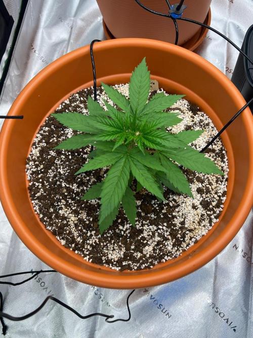 150L x 150W x 200H cm. Week 1
