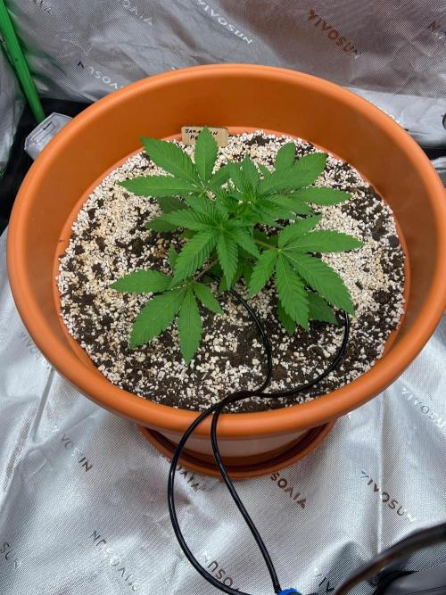 150L x 150W x 200H cm. Week 1