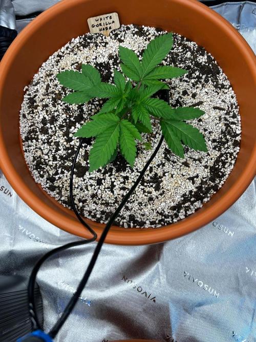 150L x 150W x 200H cm. Week 1