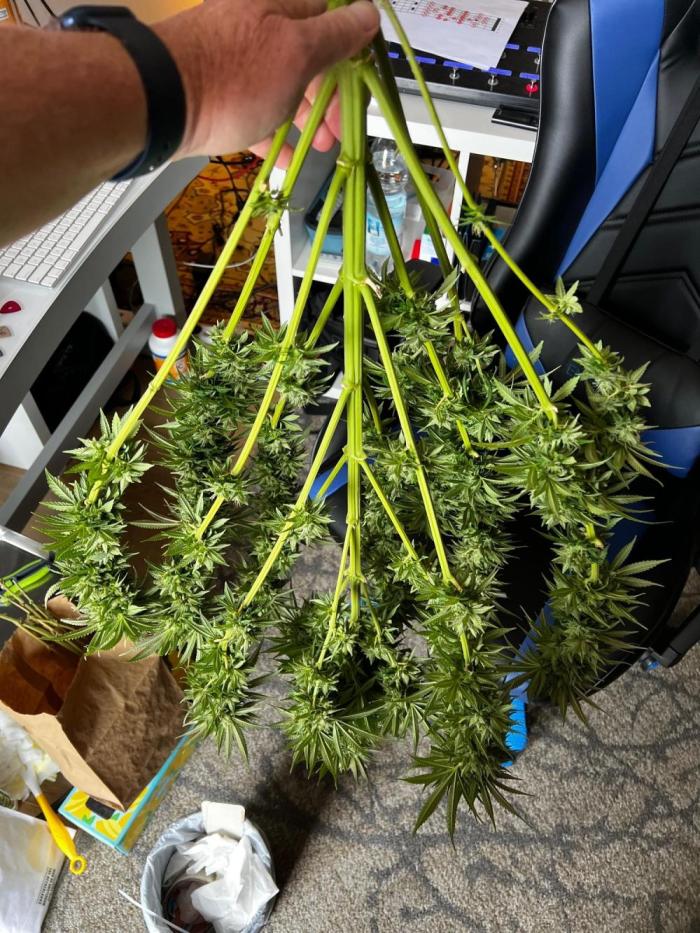 1st Time Grower. Week 13