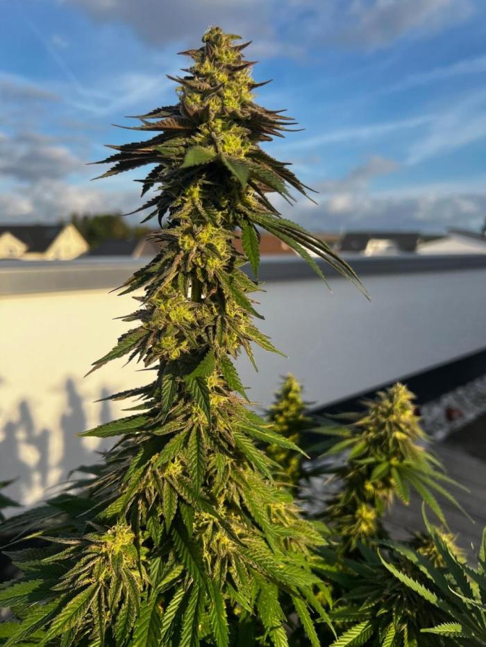 1st Time Grower. Week 13