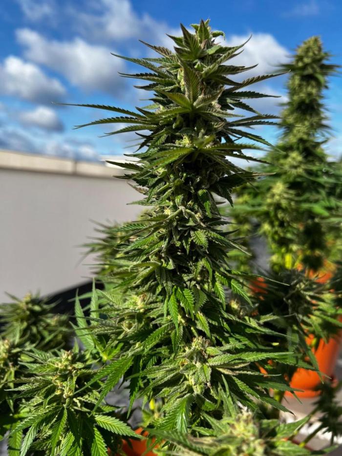 1st Time Grower. Week 13