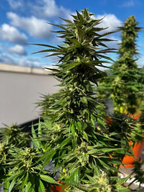 1st Time Grower. Week 13