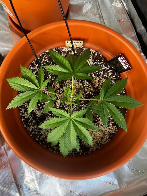 150L x 150W x 200H cm. Week 1